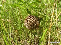 Nest der Gallischen Feldwespe (Polistes dominula)